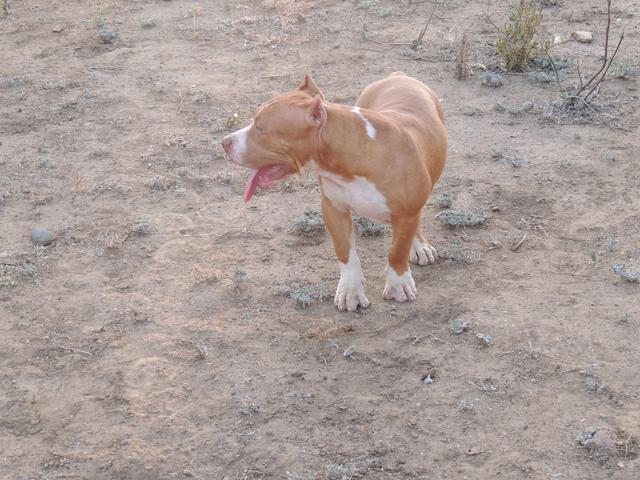 Pitbull monster - Foto 5