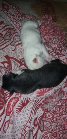 Filhotes de husky siberiano - Foto 4