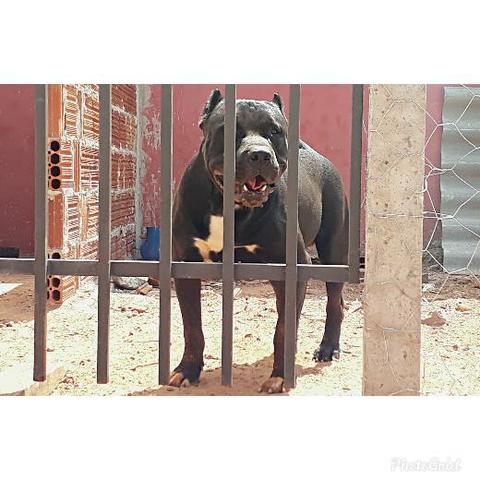 PIT BUL - Foto 2