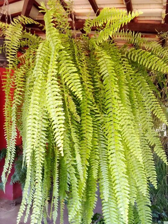 Samambaia natural  - Foto 6