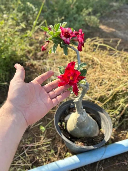 Rosa do deserto Vermelha