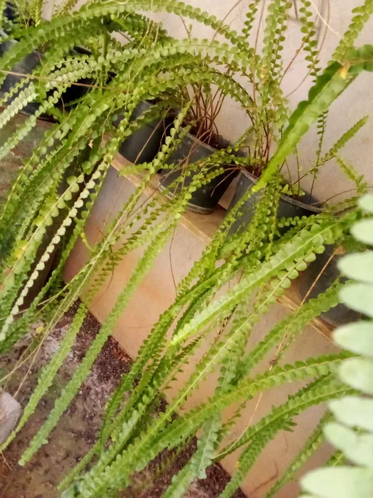 Samambaia natural