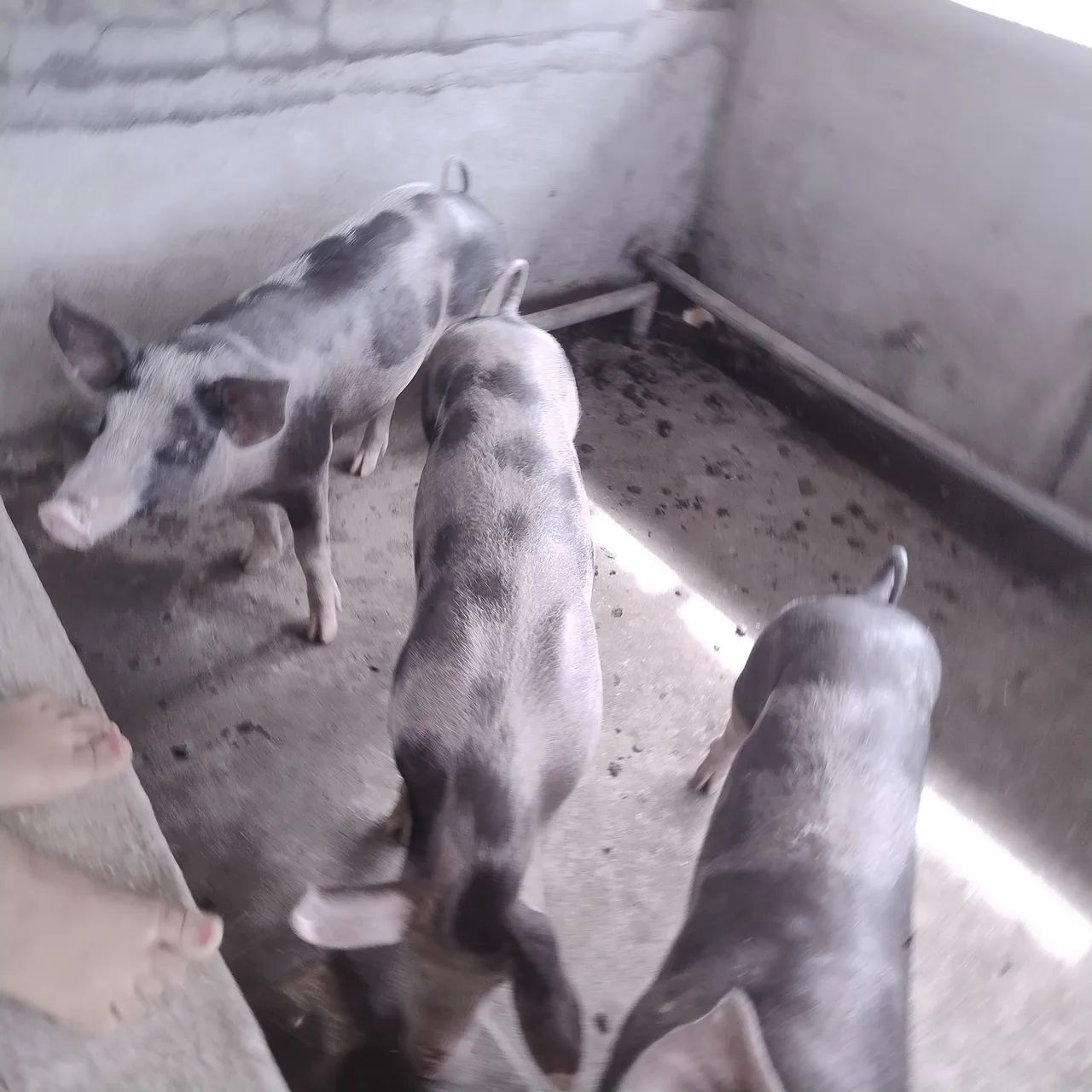 Filhotes de Pietran F1