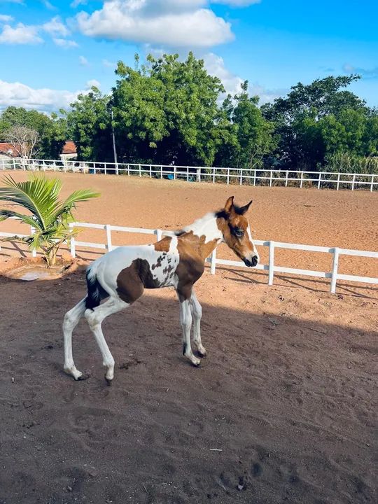 Em até 30 vezes, Potra HOMOZIGOTA, Mangalarga Machador!  - Foto 3