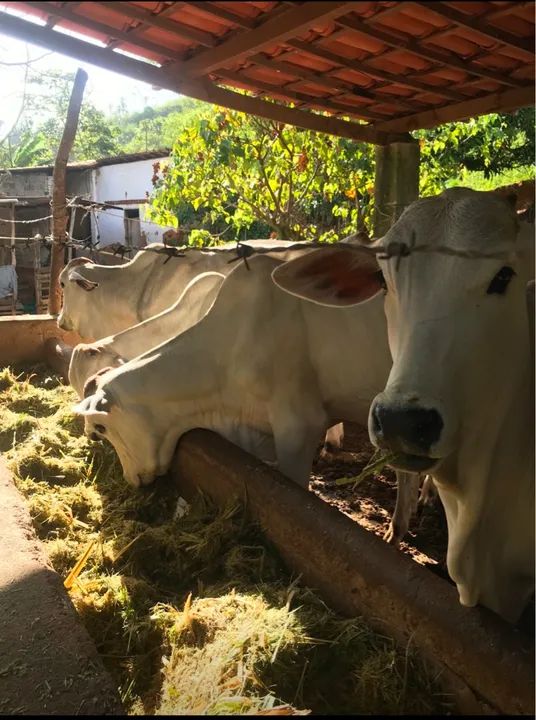 Lote de novilhas Nelore(20 cabeças) - Foto 5