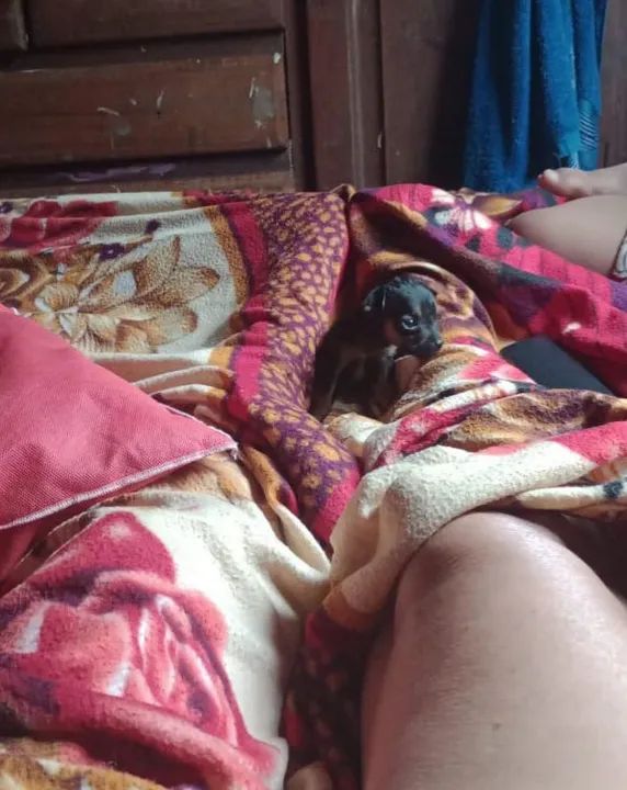 Vendo pinscher zero, 2 machos e 1 Fêmea  - Foto 4