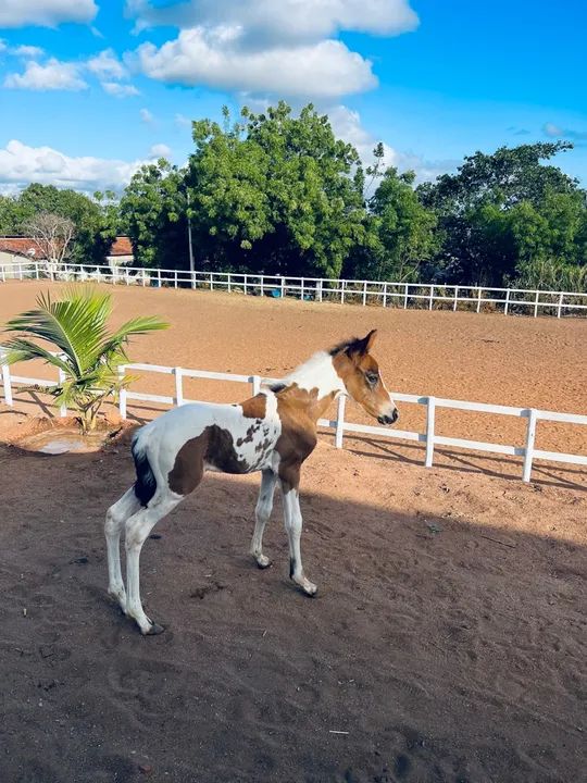 Em até 30 vezes, Potra HOMOZIGOTA, Mangalarga Machador! 