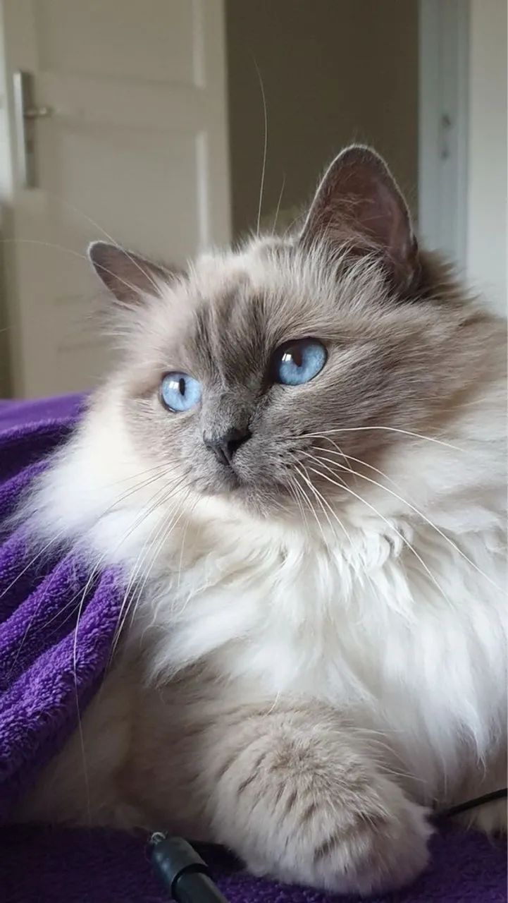 Lindo Filhote Ragdoll - Carinhoso e Sociável! - Foto 2