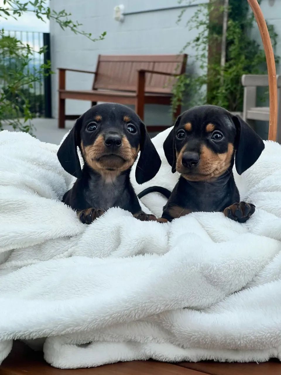 Dachshund lindo 