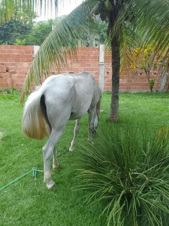 Cavalo Mangalarga Marchador - Foto 4