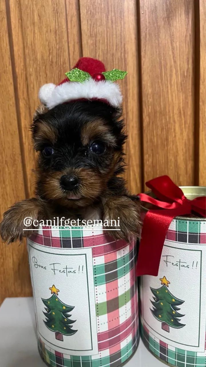 Yorkshire mine - Foto 6