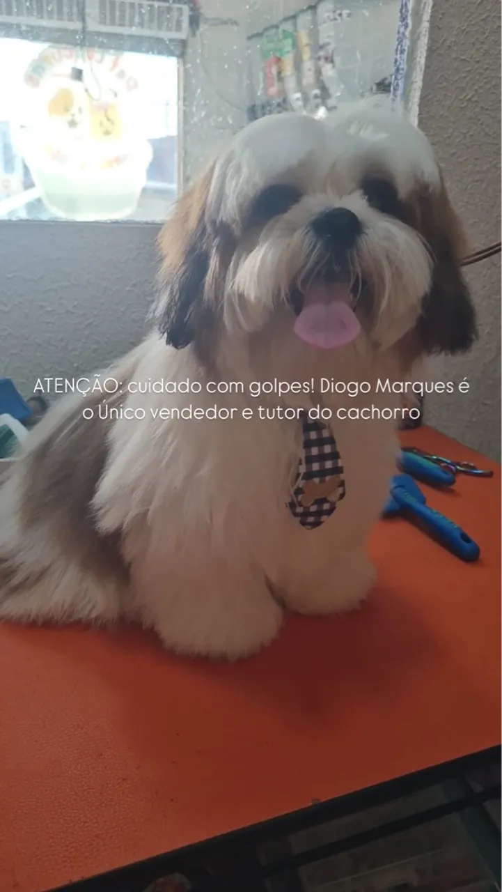 Shih Tzu já vacinado e vermifugado. shitzu.