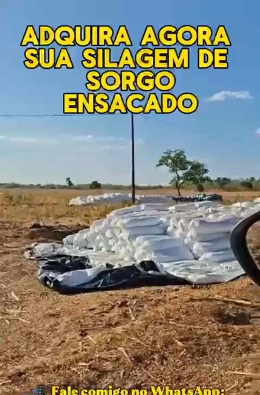Ração Sorgo Silagem. 15 reais - Foto 3