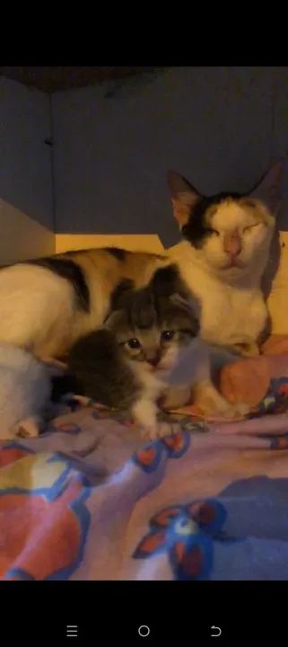 Gatinha fofa para adoção apenas fêmea 