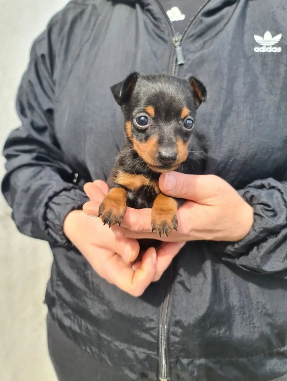 Pinscher miniatura- Venha Conhecer na Loja: Filhotes com 55 Dias, Procedência e Segurança  - Foto 3