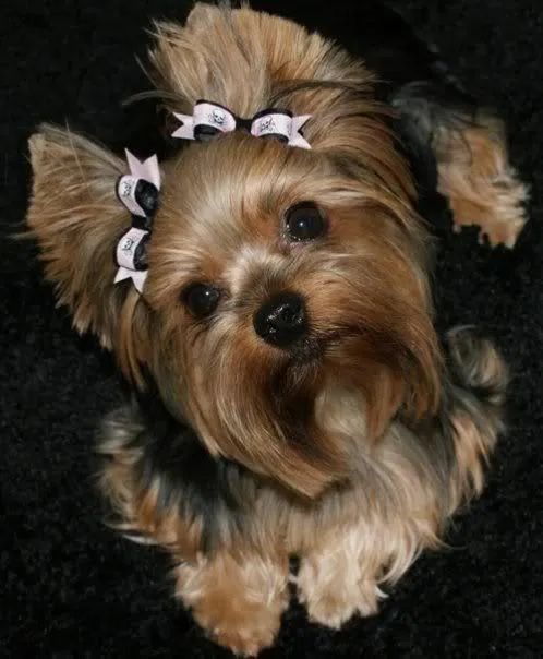 Yorkshire Terrier filhotes ? 