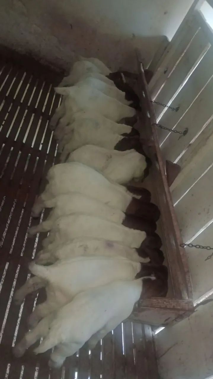 OVELHAS E CABRAS - Foto 4