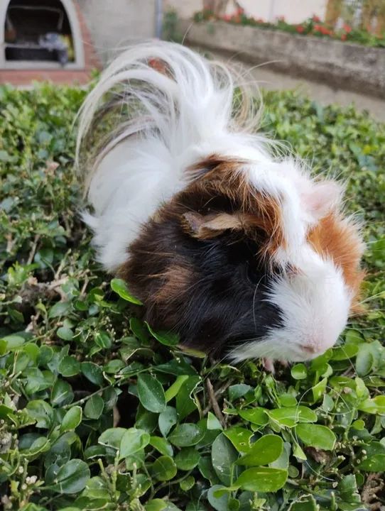 Porquinho da índia disponível  - Foto 2