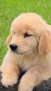 Golden Retriever filhotes 