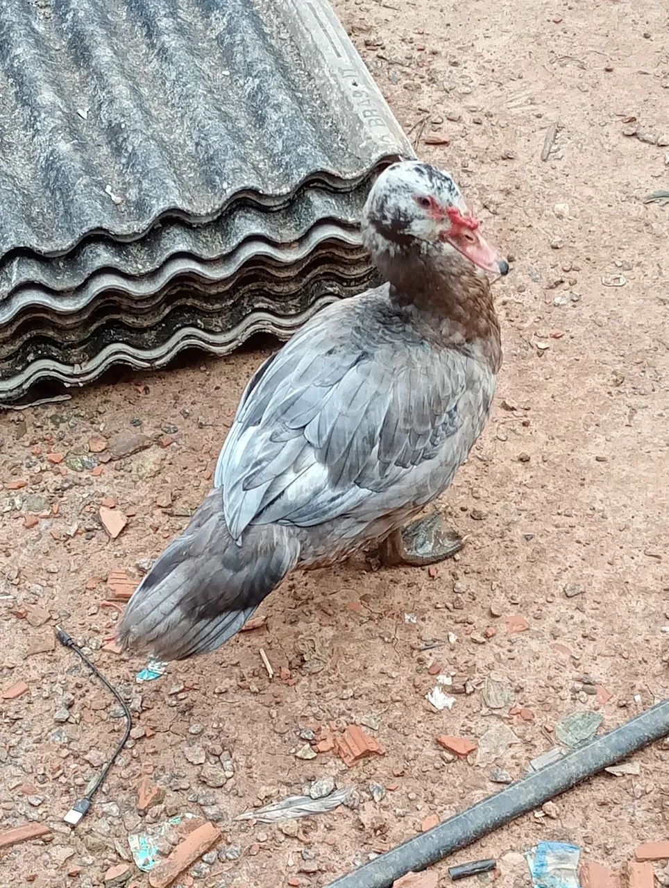 Patos  - Foto 2