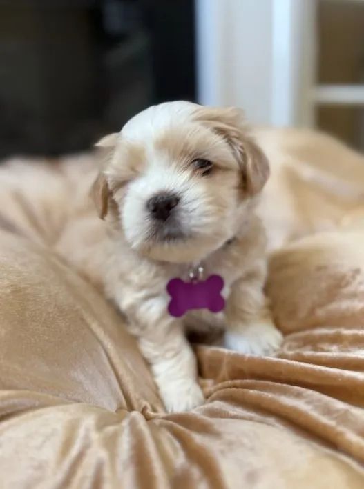 Lhasa Apso - Filhotes com Pedigree, Microchip e Suporte Completo!