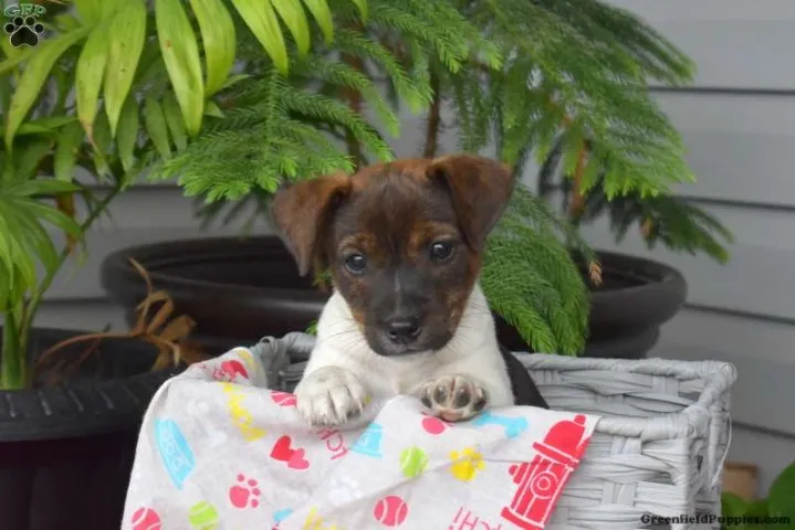 "Filhotes de Jack Russell Terrier prontos para diversão! Pequenos no tamanho, gigantes na