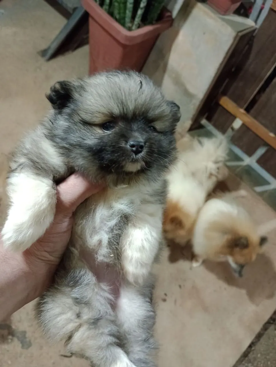 Filhote de Spitz Alemão