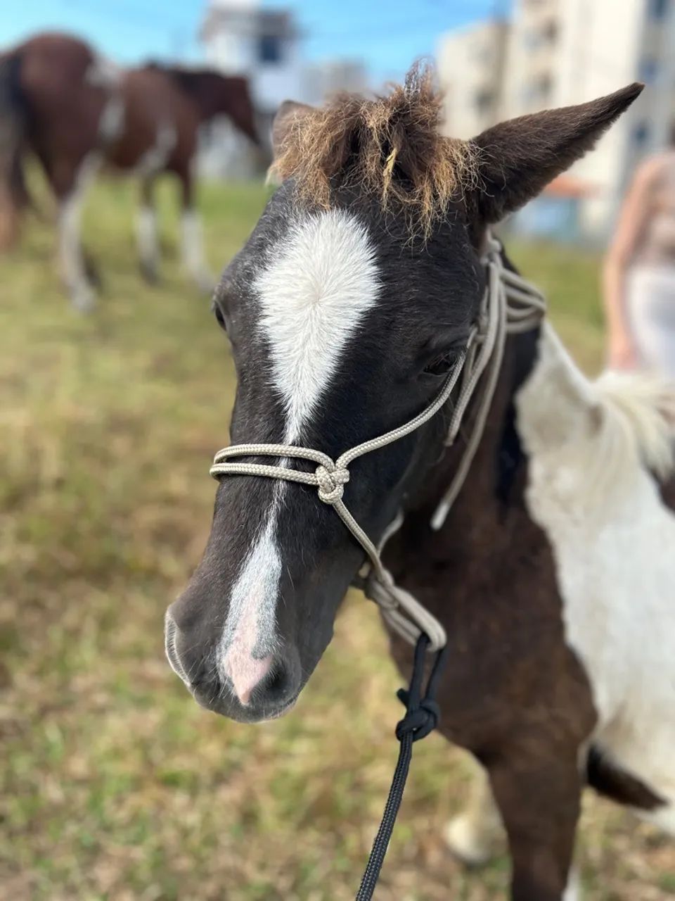 Cabresto sete Nós para cavalos - Foto 5