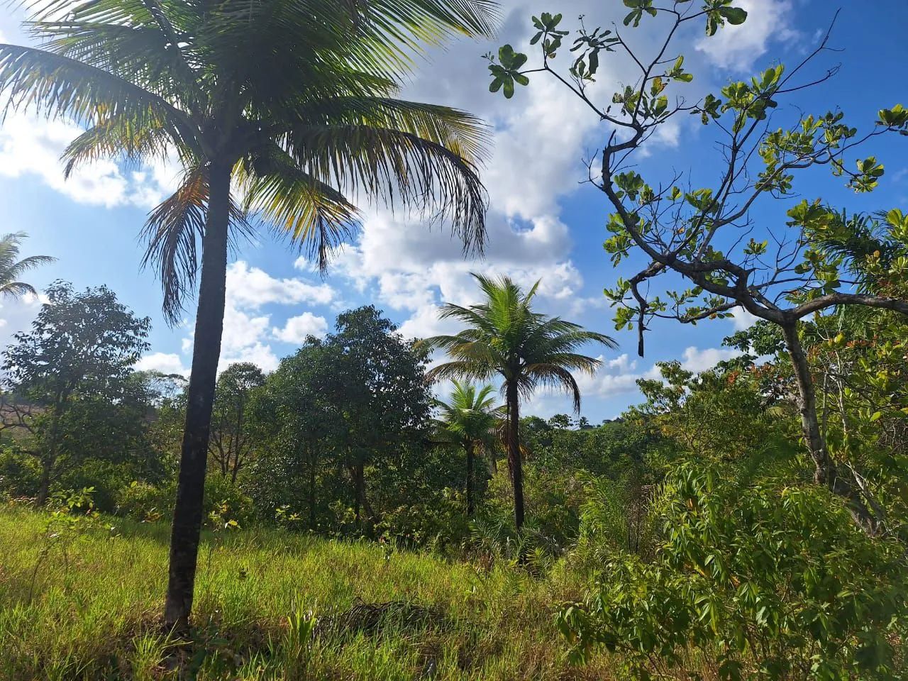 Vendo sítio de 4,2 Hectares em Ipojuca. - Foto 5