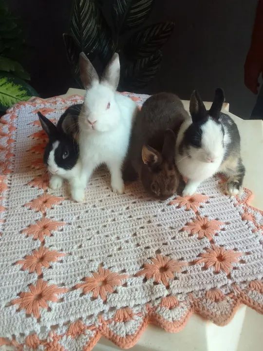 Vendas de coelho watts * - Foto 6