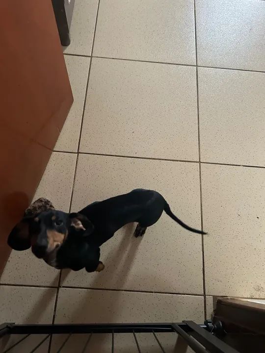 Basset filhote ( salsicha ) - Foto 2