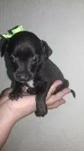 Pinscher x chihuahua Chama no WhatsApp 9 97IO-422O - Foto 5