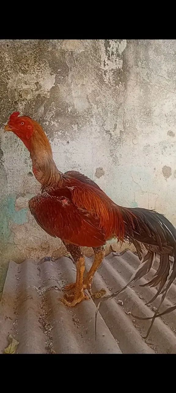 Galo indio mura - Foto 3