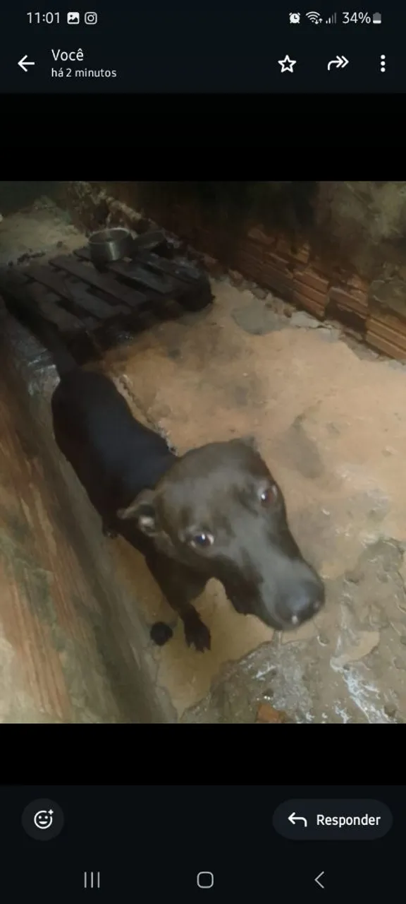 Cachorros para adoção