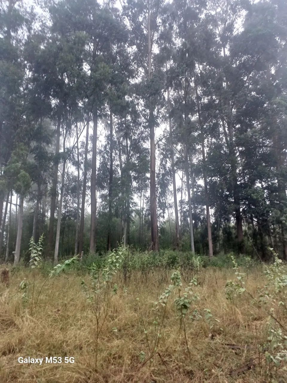 Madeira de eucalipto para venda