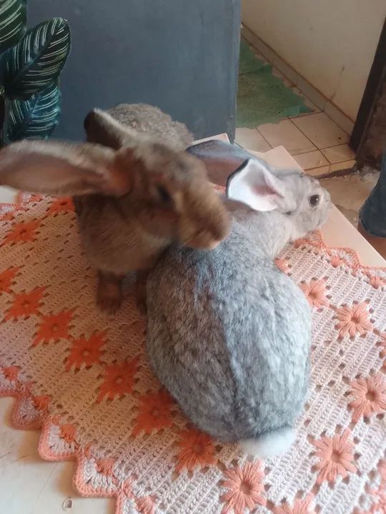 Vendas de coelho watts * - Foto 4