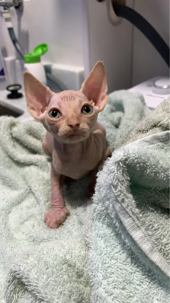 Filhote Sphynx Caruaru (Egípcio s/pêlo)