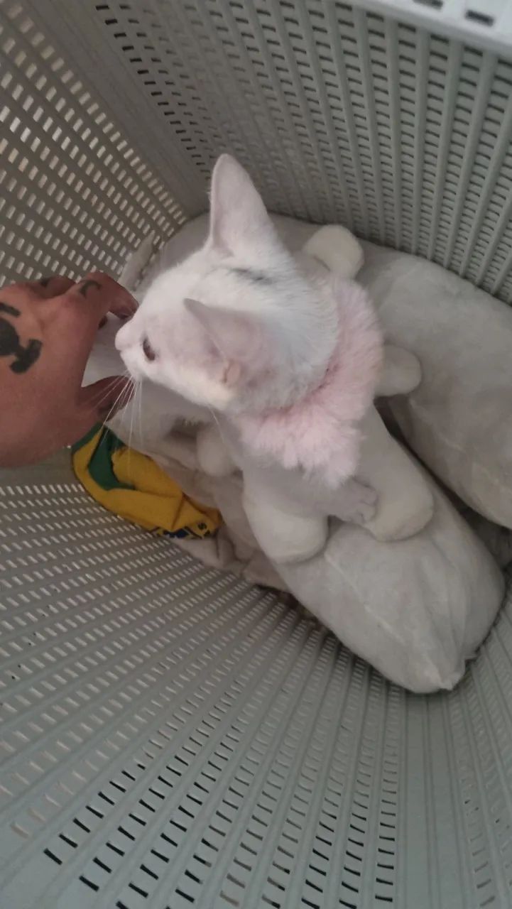 Adoção da viola - Foto 4