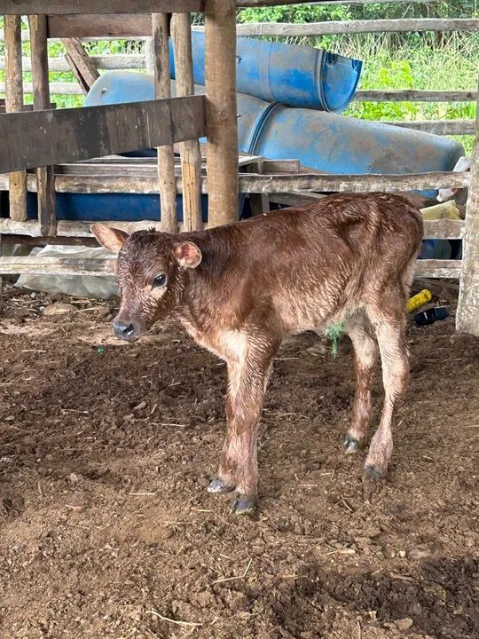 Gado Jersey  - Foto 2