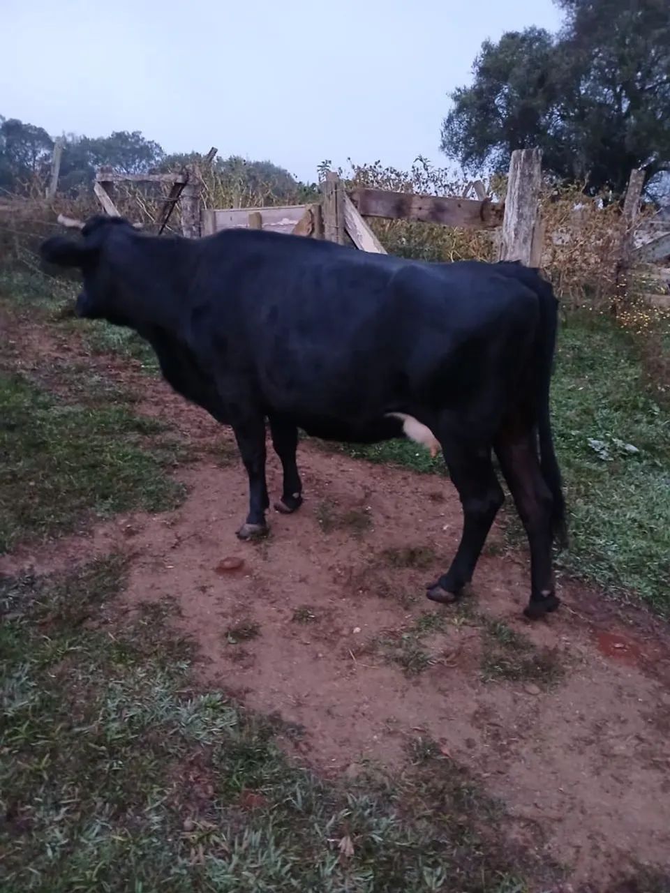 Vaca mestiça gerci