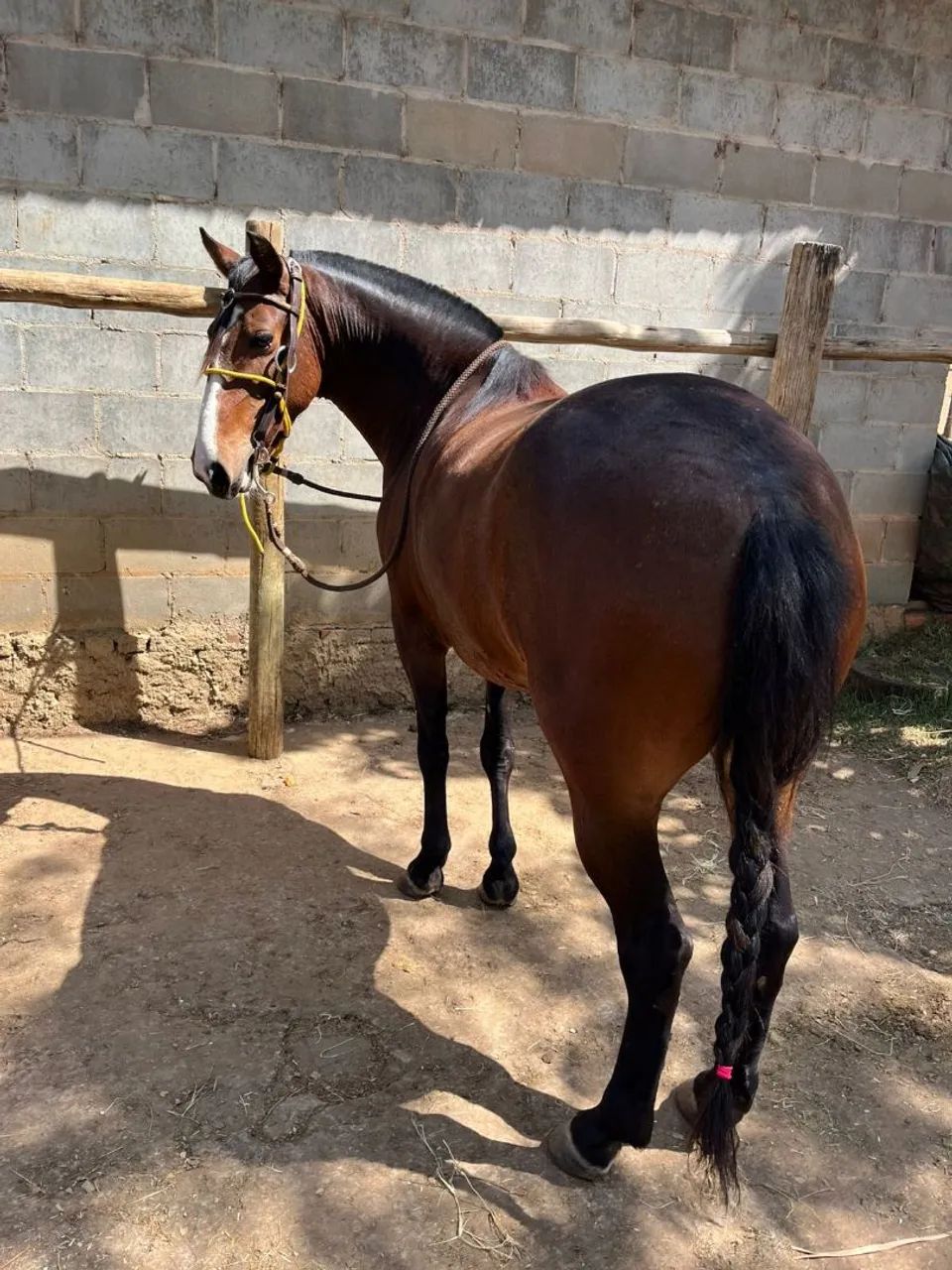 VENDO EGUA MANGA LARGA - Foto 5