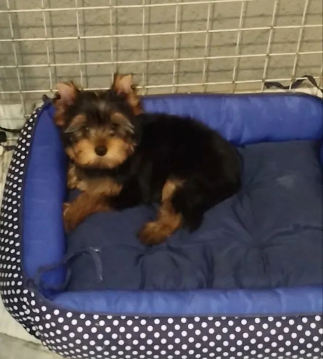 Yorkshire macho - Foto 2