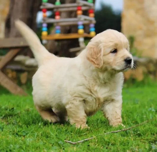 Adquira já uma Golden Retriever fêmea- Doce e brincalhona - Foto 2