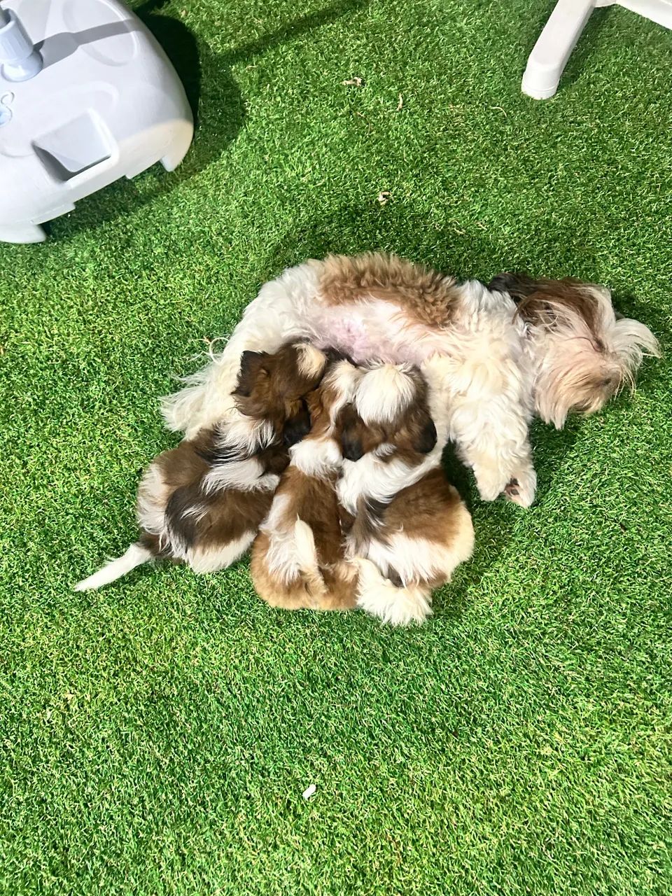 FILHOTES DE SHIH TZU TRICOLOR - LINHAGEM NOBRE