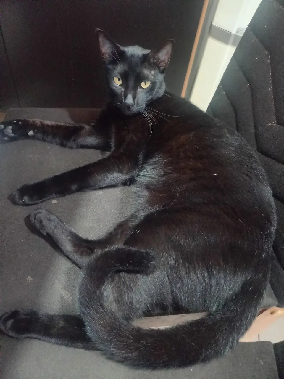 Gata Preto Charmoso para Adoção
