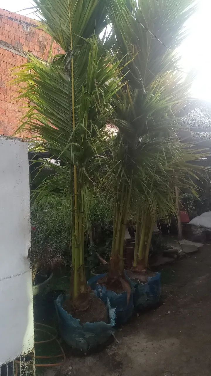  Coqueiros bae  - Foto 3