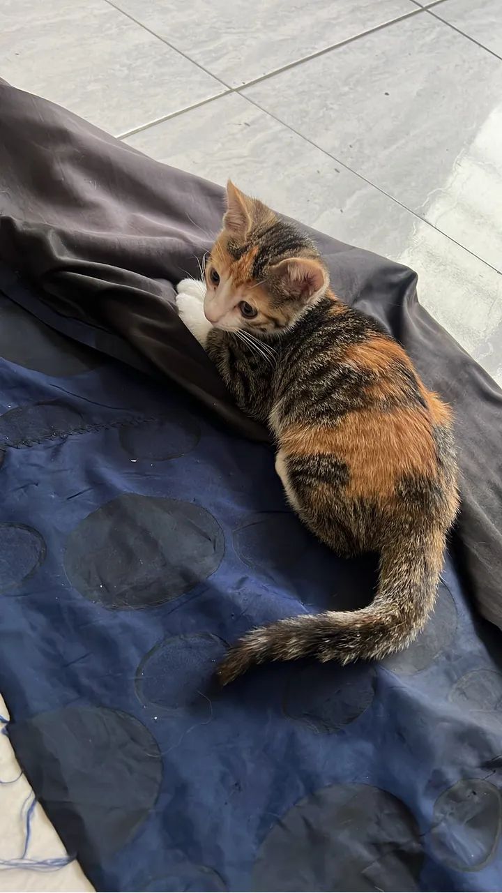 Doa-se gatinha fêmea de 2 meses muito dócil - Foto 2