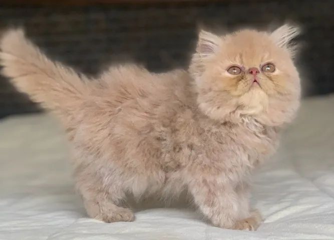Show de Gato macho Persa filhote Creme macho pelo longo extremadissimo C/71 Dias lindo. - Foto 3