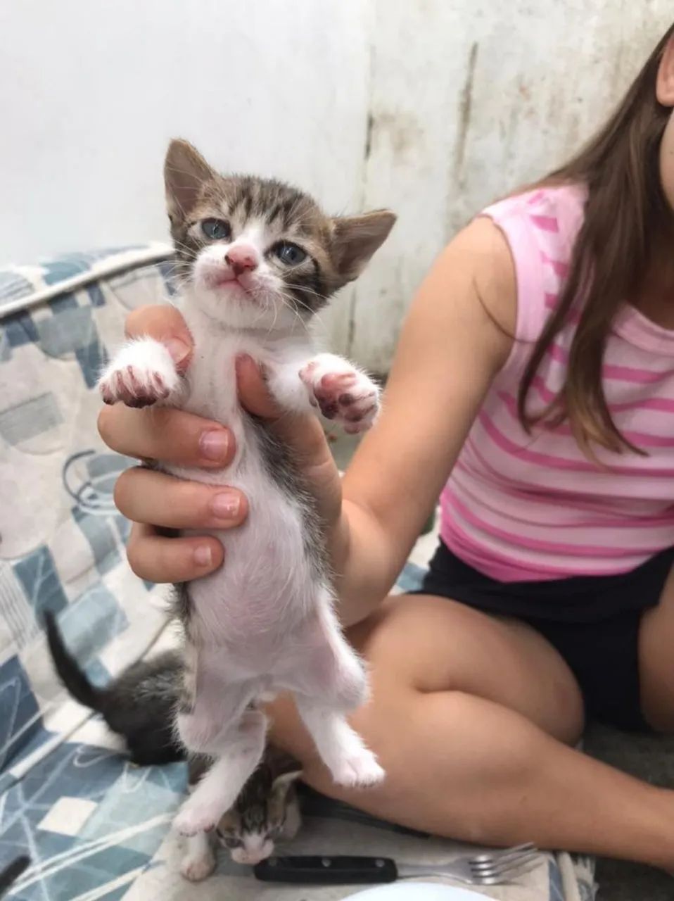 doa-se gatinhos - Foto 4