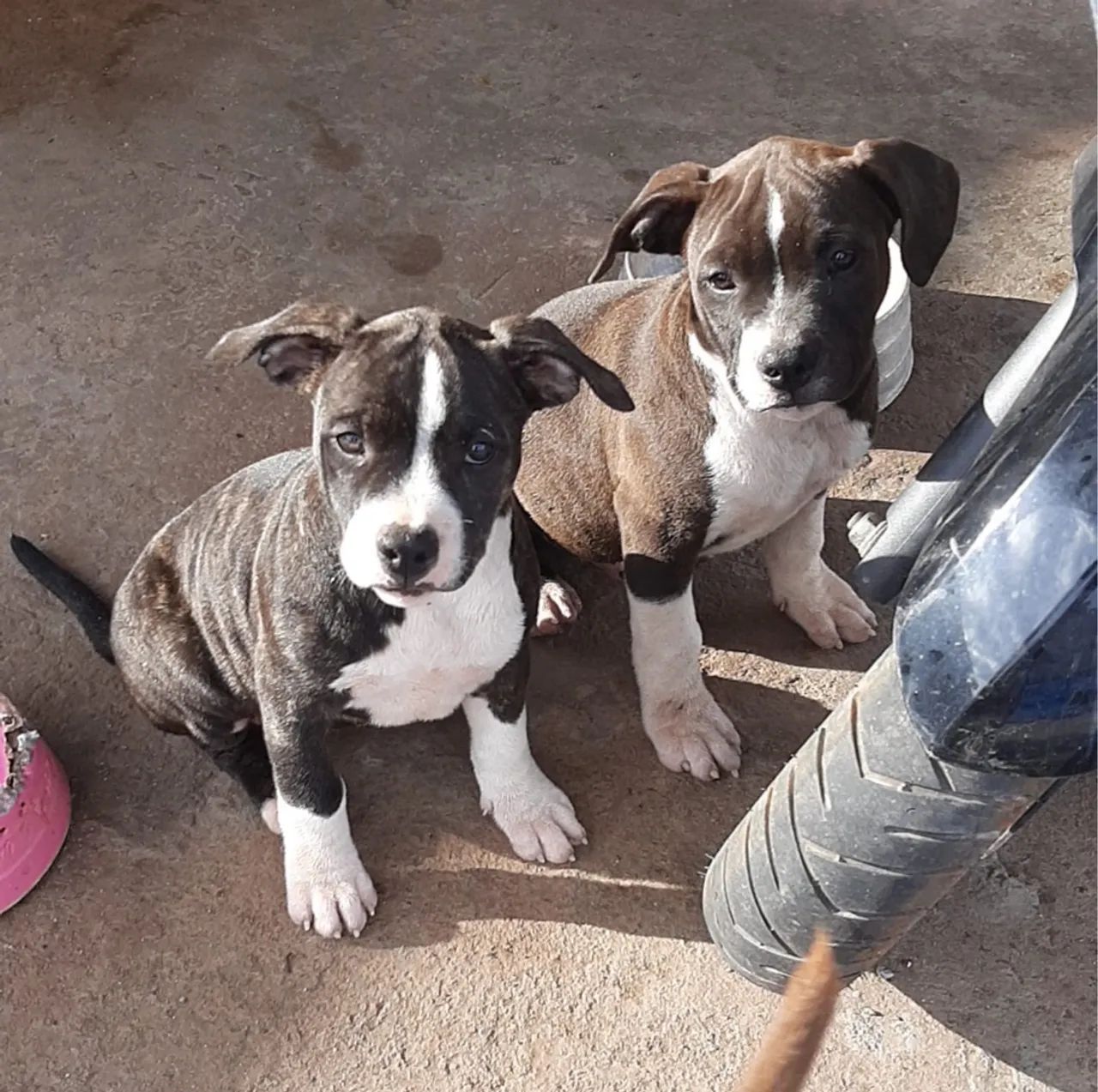 Linda fêmea de American Bully  - Foto 2
